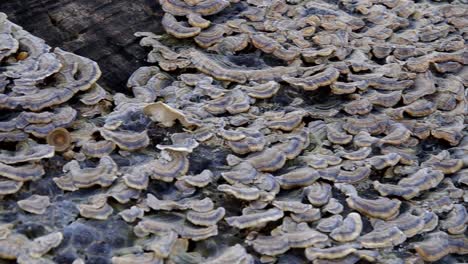 scrawled wood. wildwood mushrooms. autumn beech forest