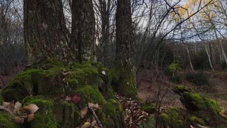 timelapse close up moss leaf roots forest sunset sunstar autumn