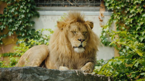 Big-And-Beautiful-Lion-Resting-On-The-Stones-Among-The-Thickets