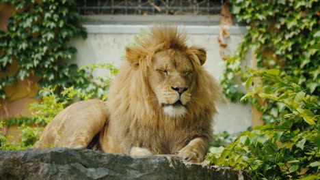 león grande y hermoso descansando sobre las piedras entre los matorrales