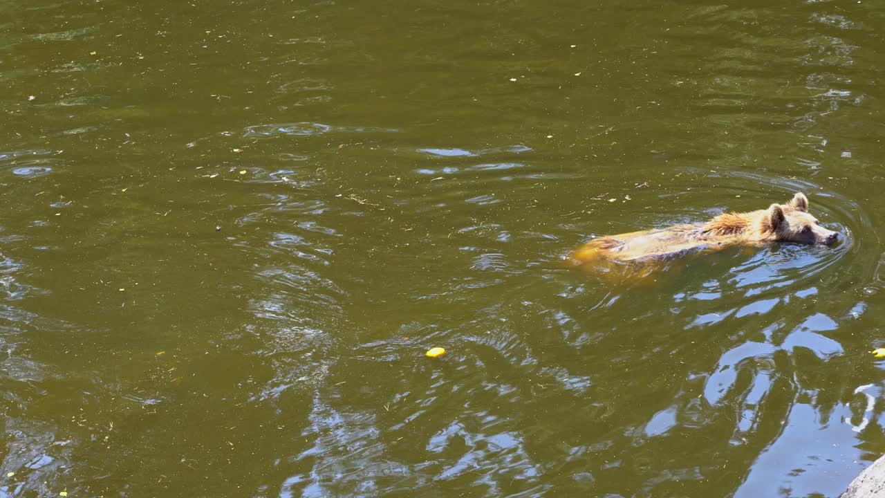 갈색 곰이 갈색 흙탕물을 천천히 헤엄치고 있다 - 물 반사가 있는 차분한 여름날 - 휴대용 정적