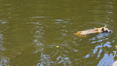 oso pardo nadando lentamente a través de agua fangosa marrón - día de verano tranquilo con reflejos de agua - estática de mano