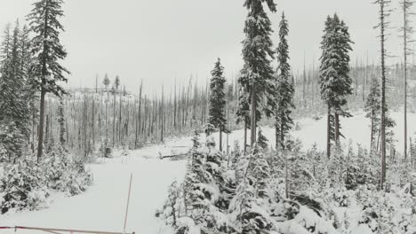 4k-Aerial-snowy-dead-trees-in-winter-Drone-truck-left-to-right