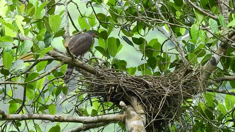 a mother crested goshawk eagle watches over a nest after her young can fly away