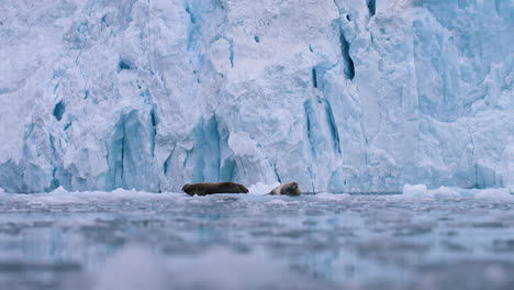 Dos-Focas-Barbudas-Flotan-Sobre-Icebergs-Frente-Al-Glaciar-Y-Miran-Ansiosamente---Filmadas-En-El-ártico