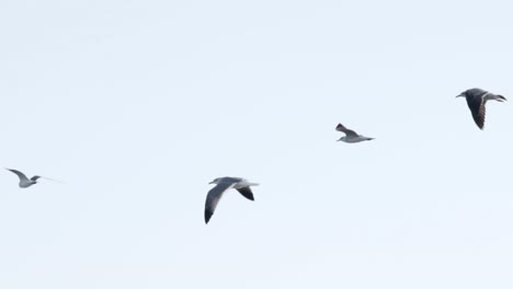 flock of seagulls flying against sky in slow motion