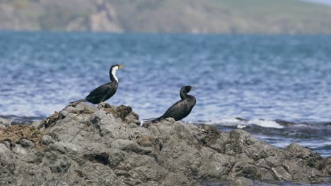 Pájaros-De-Cormorán-De-Varios-Colores-En-Una-Roca