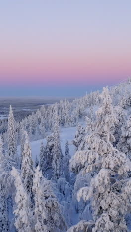 vertical drone shot over snowy trees, toward the slopes of sallatunturi, dawn in finland