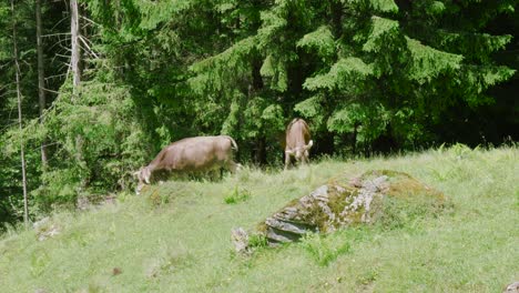 Two-cows-grazing-on-lush-green-grass-next-to-a-forest-in-Switzerland