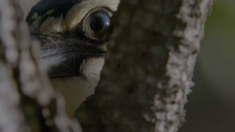 close-up of a bird peeking from a tree