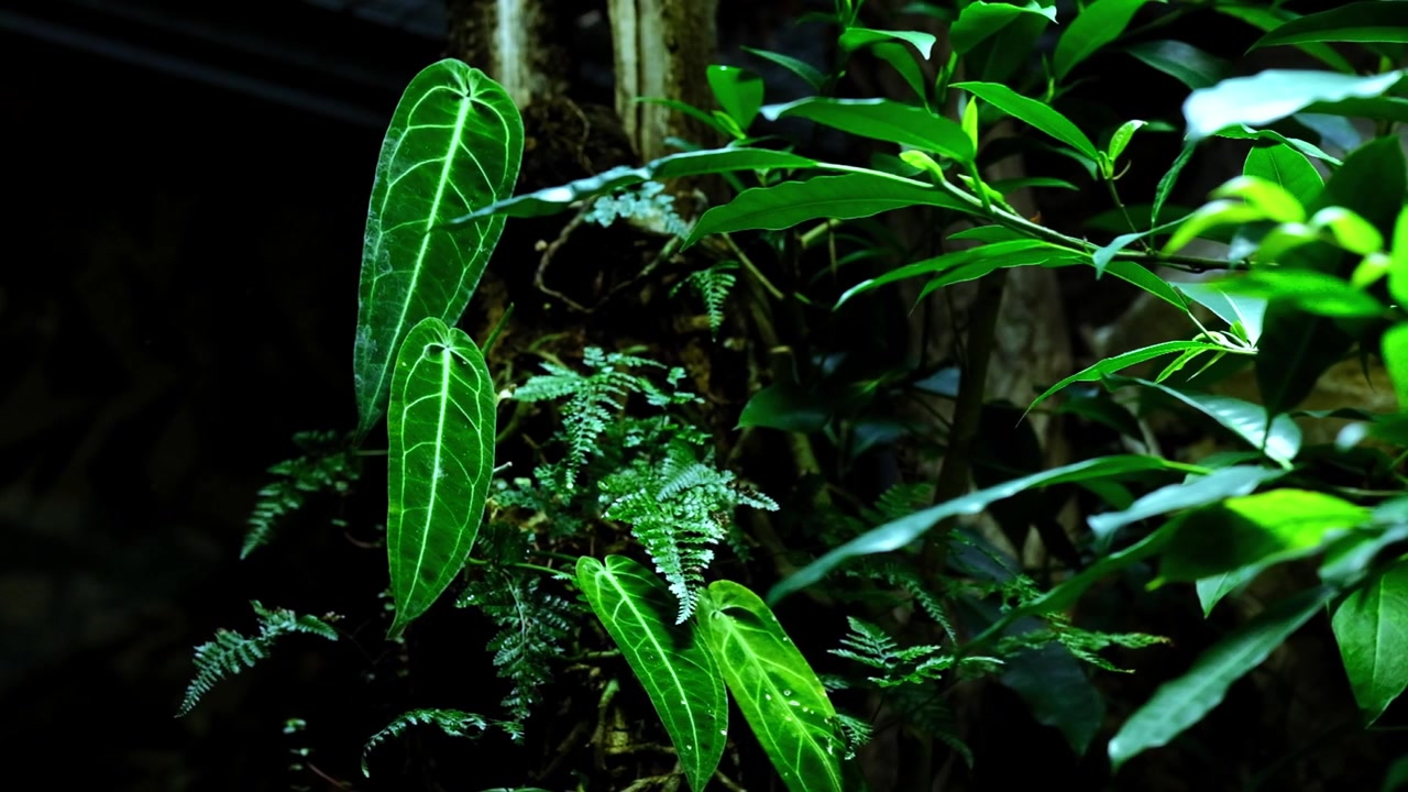 Cena de selva escura com plantas tropicais e samambaias