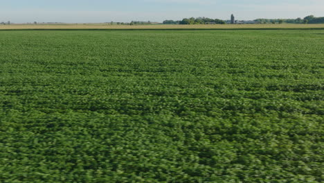 aerial panorama of lush, fully grown soybean field in rural agriculture setting