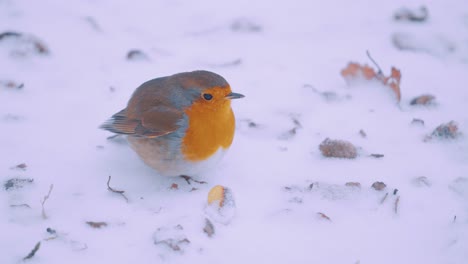 aufgeblasenes rotkehlchen steht auf schneebedecktem boden