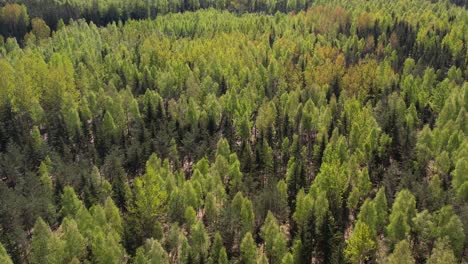 A-breathtaking-aerial-view-of-dense-pine-forests-in-Latvia-captured-by-a-drone