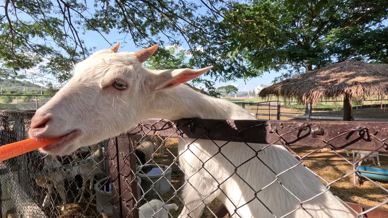 염소가 울타리를 통해 당근을 먹고 있습니다.
