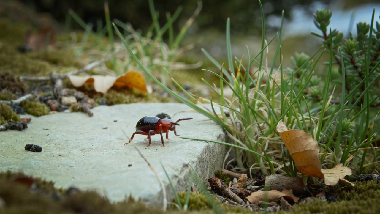 Walking small red-and-black ground beetle probing pale stone slab edge, seeking shelter in grass