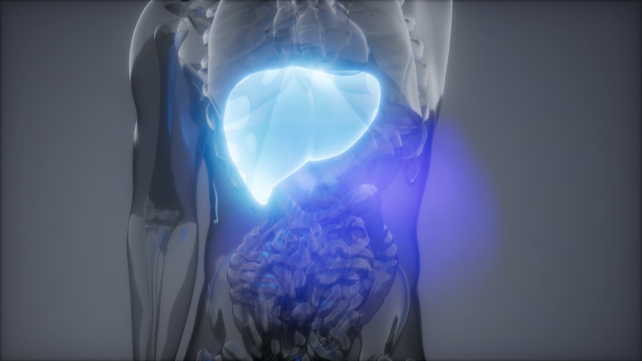 Human Liver Radiology Exam