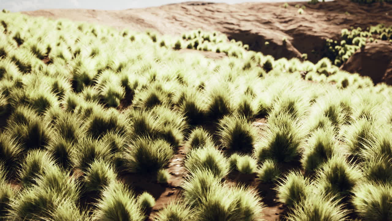 un campo de hierba en un día soleado