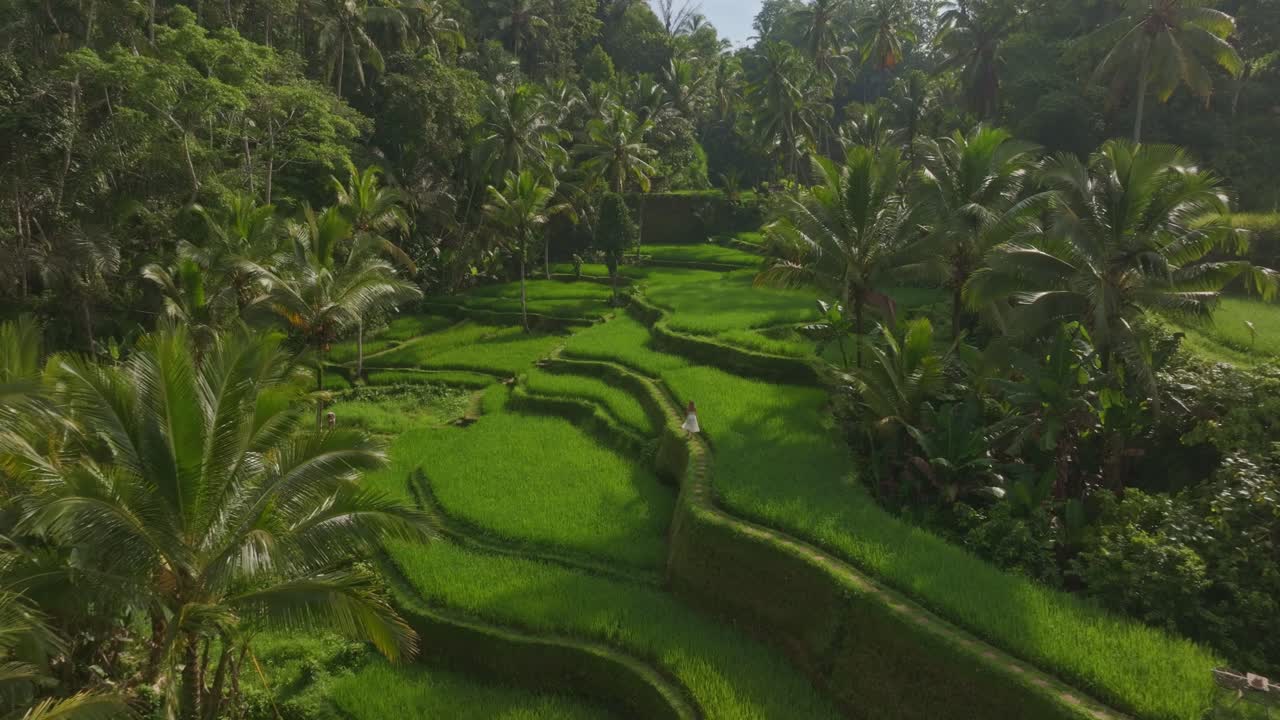 Veduta elevata di risaie verdeggianti e palme a Tegallalang, Bali, Indonesia