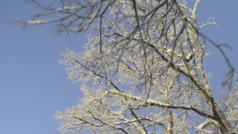 Frost-on-trees-during-sunny-winter-morning