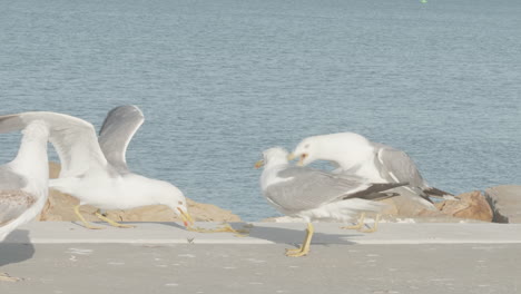 las gaviotas pelean por la comida dejada por los turistas.