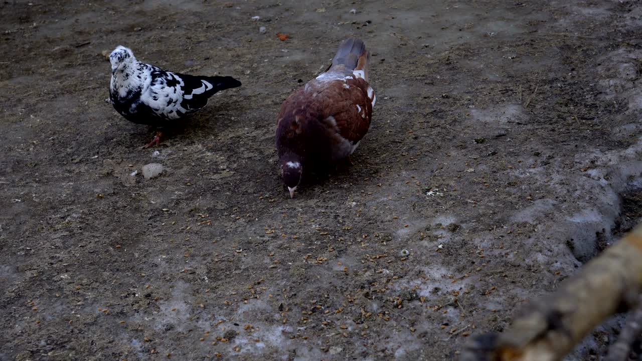 Bellissimi piccioni si aggirano a terra. La gente nutre i piccioni con il grano. I piccioni beccano i semi anche dalle mani delle persone. Primo piano video