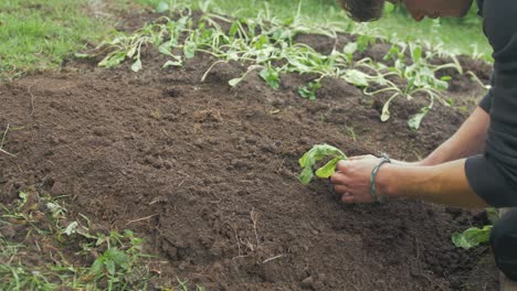 young male gardener transplanting turnips medium shot