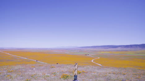 Descripción-General-De-Los-Campos-De-Amapolas-Amarillas-Desde-Lo-Alto-De-Una-Colina