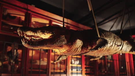 taxidermied crocodile displayed in a museum