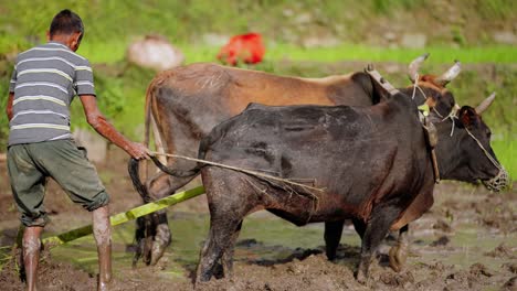Uttarakhand, India - July 03 2025 - Local villager works barefoot in a muddy rice field, tilling the land with oxen and plough as part of paddy cultivation