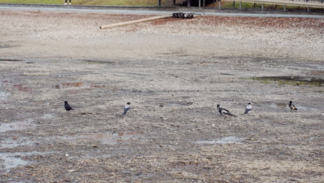 Sparrows scattered across wet gravel terrain in park setting, some walking and pecking at ground while water puddles glisten in soft daylight, capturing calm natural behavior in urban outdoor
