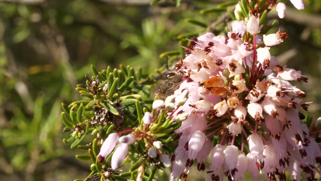 Honningbie kryper og pollinerer på små rosa blomster, makro nærbilde