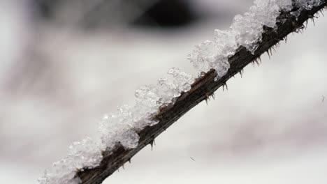 Slowmotion-shot-showing-frozen-plant-moving-in-the-wind