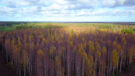 Autumn-in-a-forest,-aerial-top-view,-mixed-forest,-green-conifers,-birch-trees-with-yellow-leaves,-fall-colors-countryside-woodland,-nordic-forest-landscape,-wide-establishing-shot-moving-forward