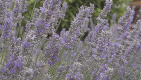 Abejorro-Bombus-Pratorum-Sobre-Flores-De-Lavanda-Francia