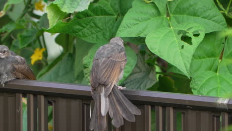 young brown-eared bulbul spread its wings while resting on a breeze daytime