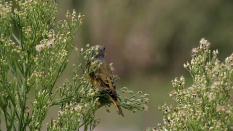weaver bird sits on a bush and flies off into the distance