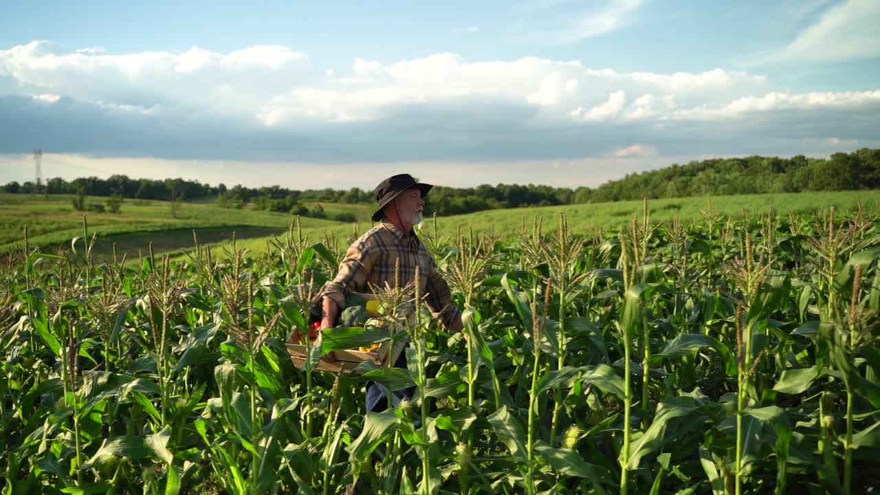 Slow motion side view of farmer carrying crate of freshly picked vegetables through a corn field among rolling hills on a farm at sunset
