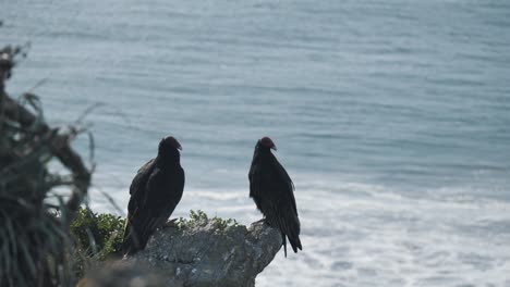 two birds watching the ocean