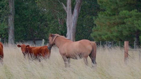 Pferd-Und-Kalb-Stehen-Auf-Einer-Natürlichen-Weide