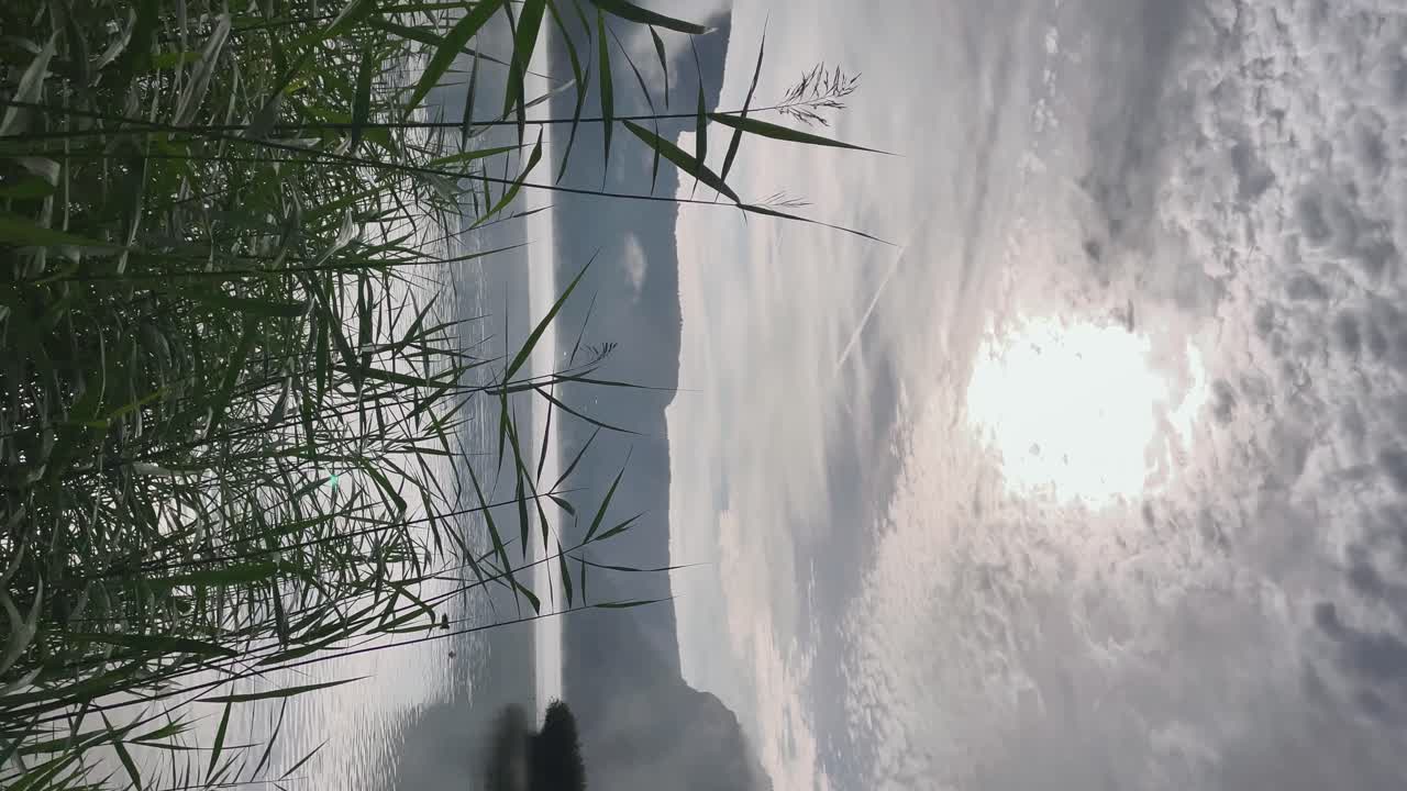 아침에 안개가 낀 고요하고 명상적인 호수 앞에 있는 녹색 잎의 수직 비디오