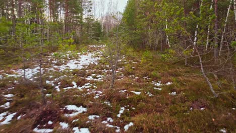 growing young pine trees in forest area in winter season, dolly forward view