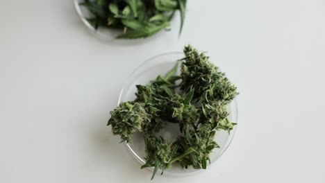 cannabis buds and leaves in petri dishes