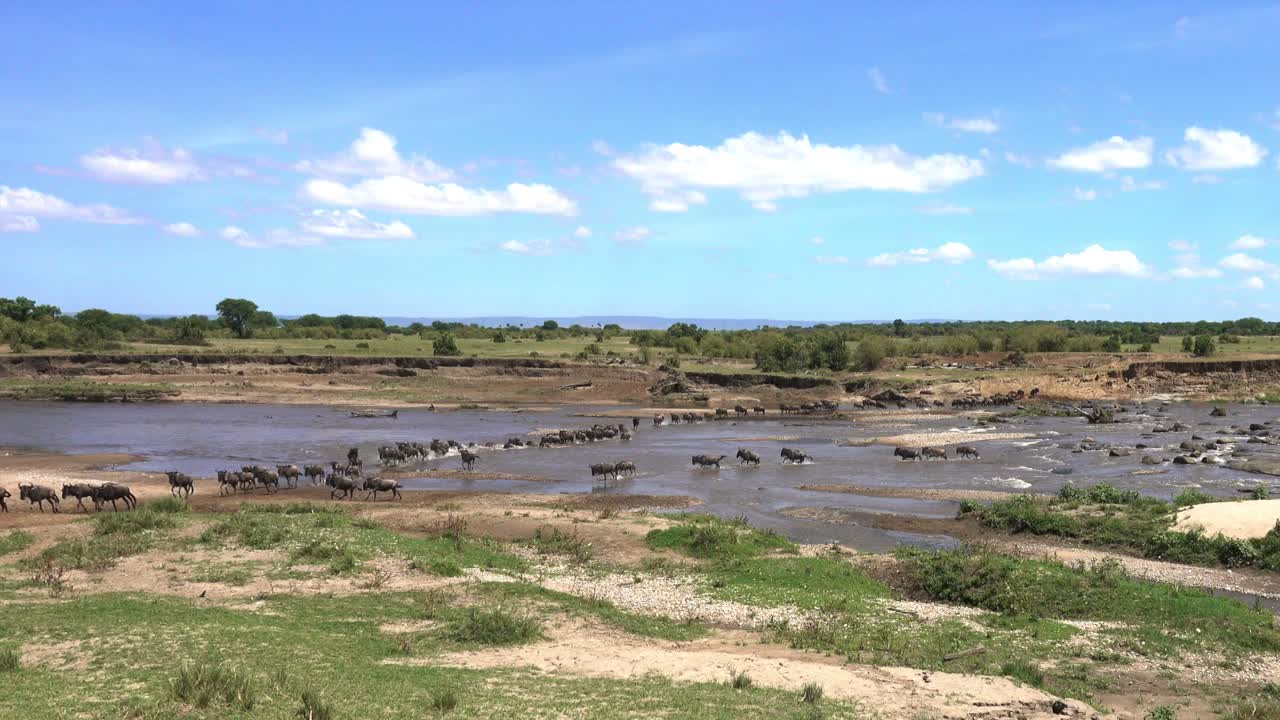 Large herd of wildebeest crossing the Mara River during their annual migration in Serengeti in Tanzania. Third (last) part of a longer clip.