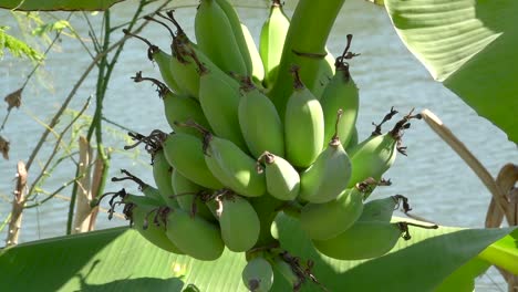 raw banana on the banana tree