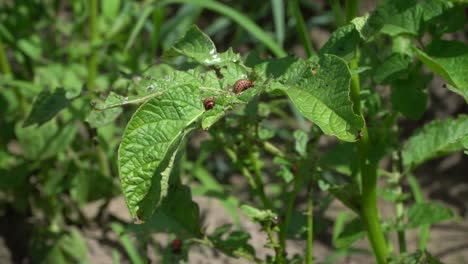 colorado potato beetle females are very prolific and are capable of laying over 500 eggs in a 4- to 5-week period