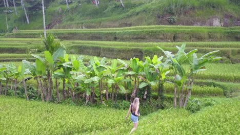 blonde woman walks past banana palm grove in lush green rice terrace