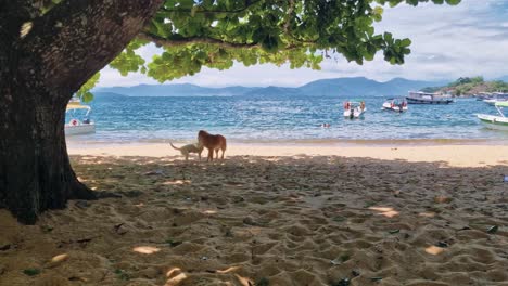 two dogs play on sand beach in shade of huge almond tree, ocean coast