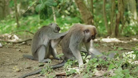 monkey cleaning partner medium shot in the monkey forest bali