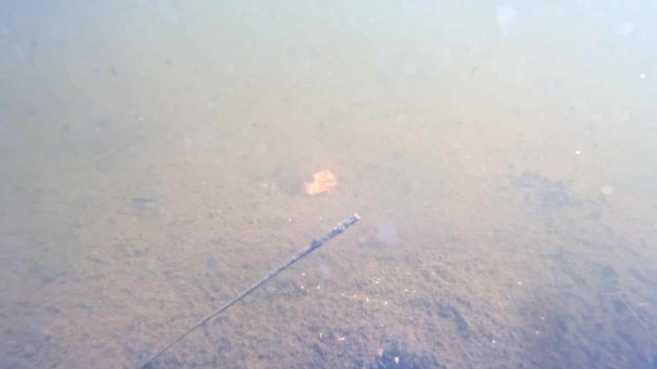 Fish scavenges food in murky brackish water.